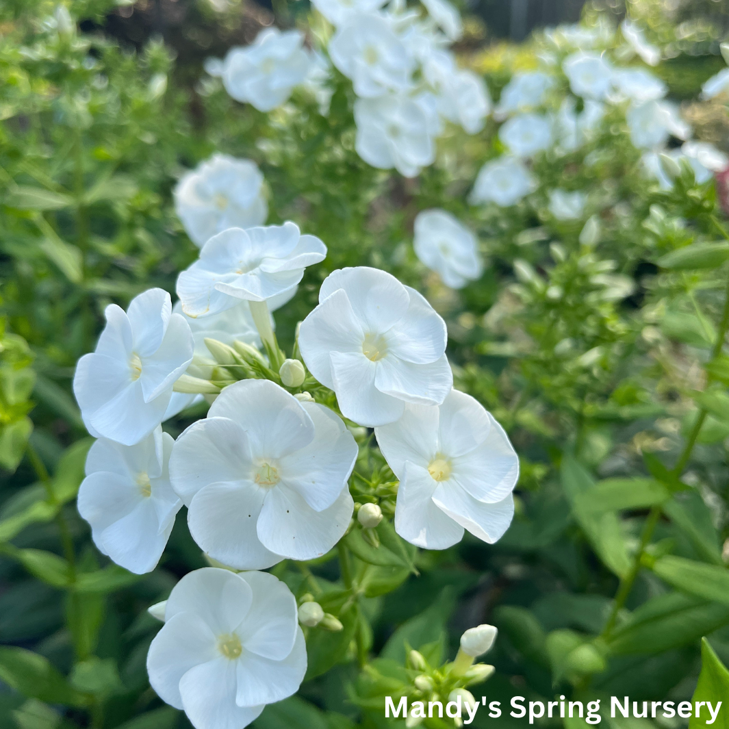 'Backlight' Tall Garden Phlox | Phlox paniculata