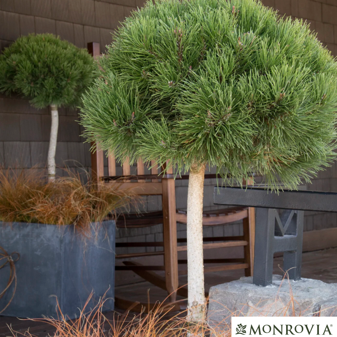 Mugo Pine | Pinus mugo var. pumilio