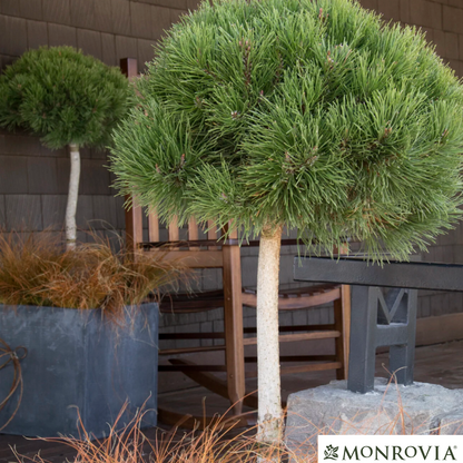 Mugo Pine | Pinus mugo var. pumilio