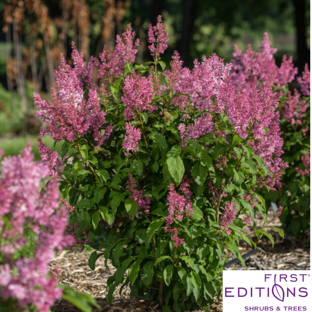 Pinktini™ Lilac | Syringa x prestoniae 'Jeftini'