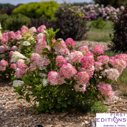 First Editions® Spring Sizzle® Hydrangea | Hydrangea paniculata