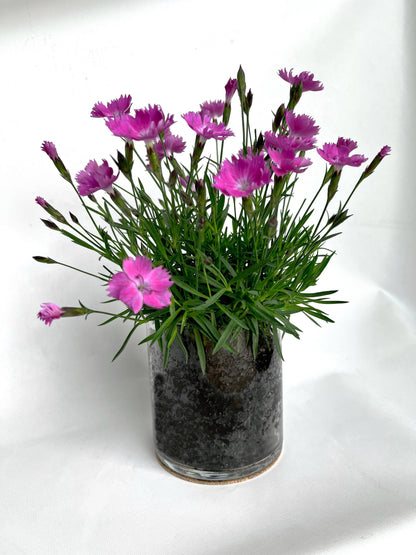 Essential Love | Pinks | Three-Season Floral Gift