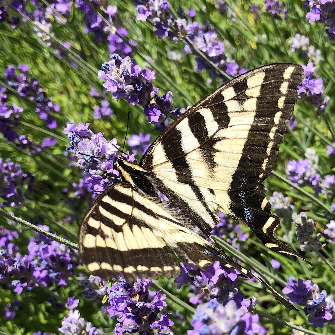 Garden Sprinkles | Butterfly Habitat Flower Garden | Spring