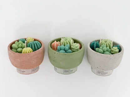 Christmas Succulent Candle - Holiday Nordic Pine & Wassail