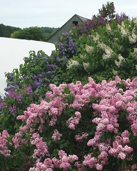 Primrose Lilac | Syringa vulgaris