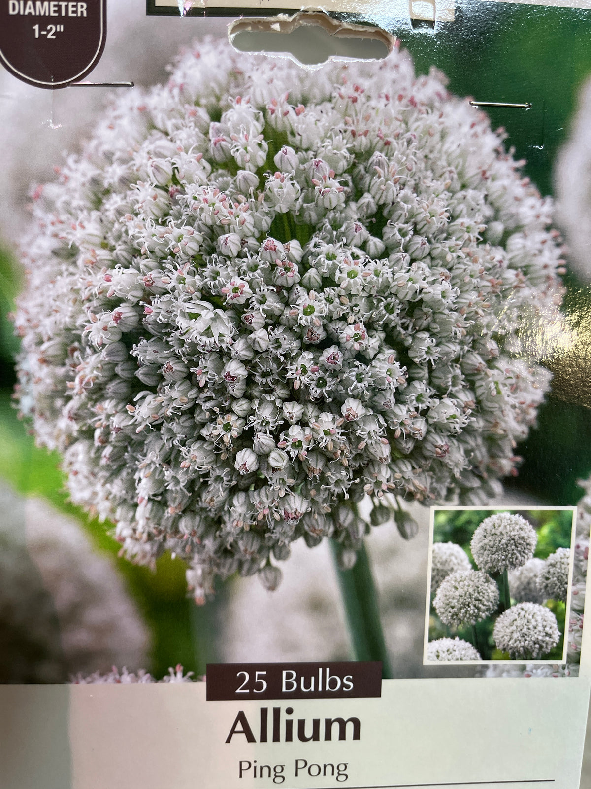 Ping Pong Allium 25CT