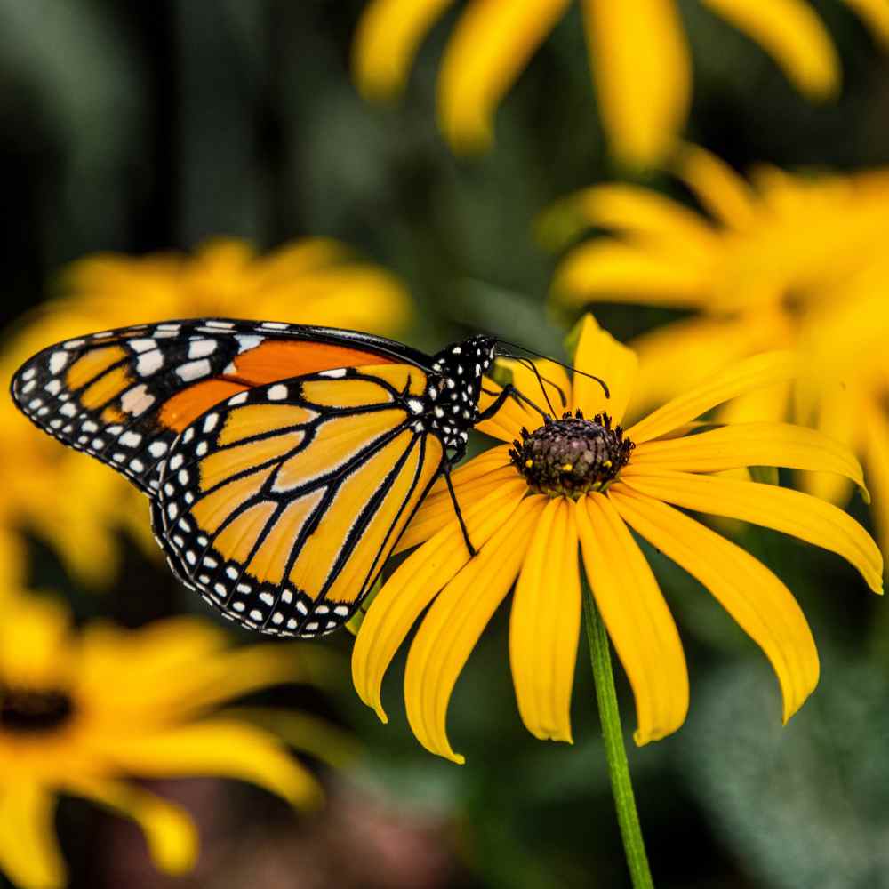 Garden Sprinkles | Monarch Butterfly Flower Garden | Spring