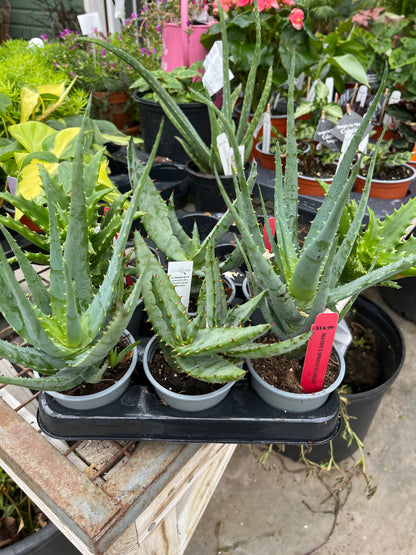 Aloe Vera | Aloe barbadensis miller