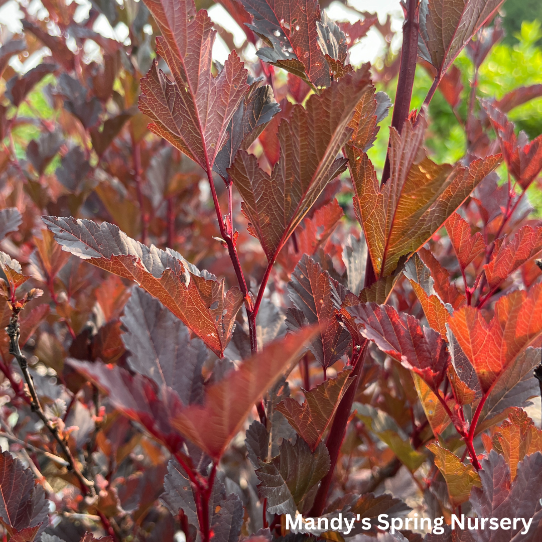 Summer Wine® Ninebark | Physocarpus opu.