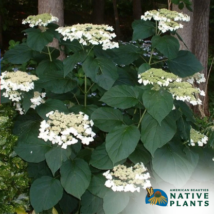 'Haas Halo' Hydrangea | Hydrangea Arborescens