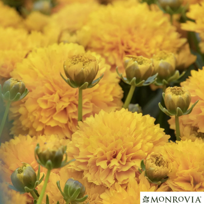 Solanna™ Golden Sphere Tickseed | Coreopsis