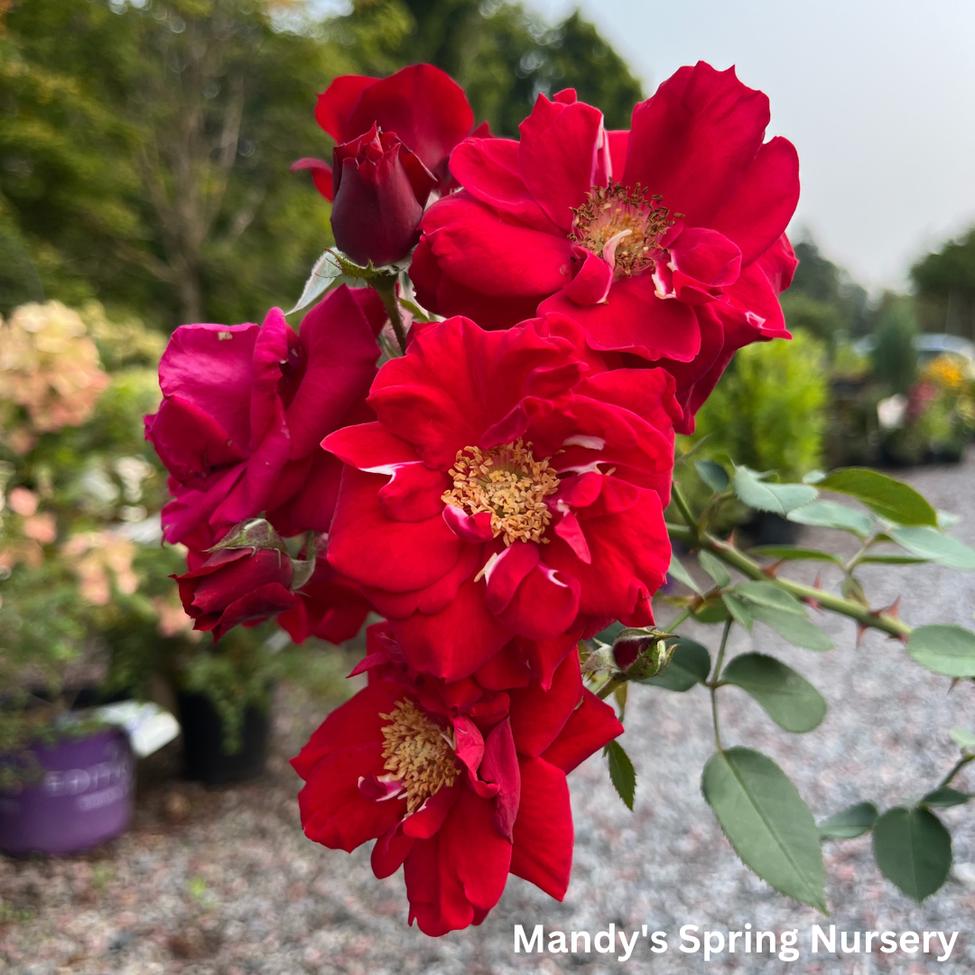 Ramblin' Red Rose Climbing Rose | Rosa – Mandy Spring Farm Nursery, Inc.