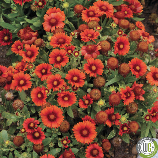Plug - 'Arizona Red Shades' Blanket Flower | Gaillardia aristata