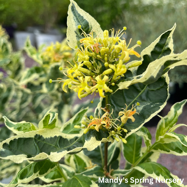 Cool Splash Dwarf Bush Honeysuckle | Diervilla sessilifolia – Mandy ...