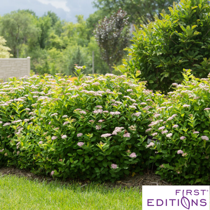 Pink Sparkler Birchleaf Spirea | Spiraea betulifolia
