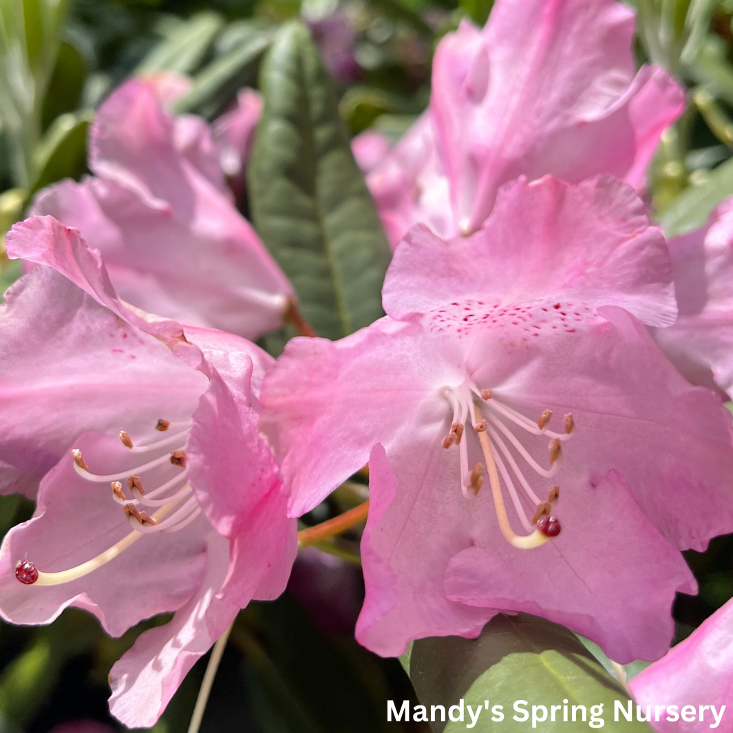 Maximum Independence Rhododendron | Rhododendron 'Maximum Independence’