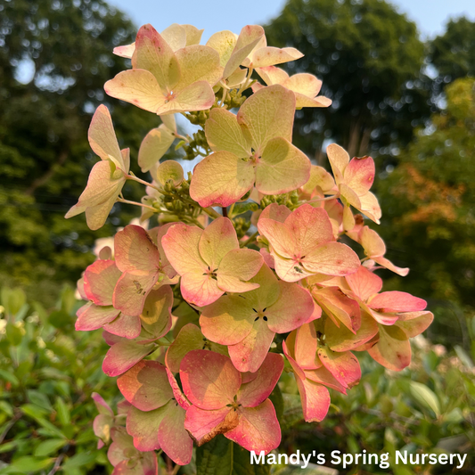 White Diamonds Hydrangea | Hydrangea paniculata