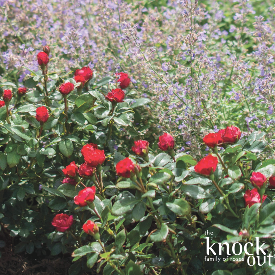 Petite Knock Out Rose | Rosa 'Petite Knock Out'