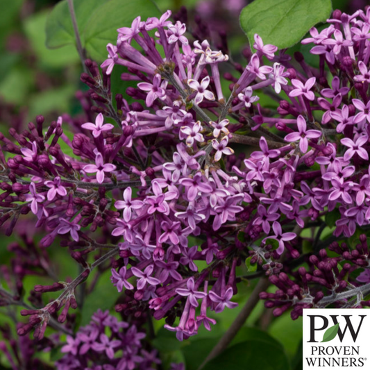 Bloomerang Dark Purple Reblooming Lilac | Syringa
