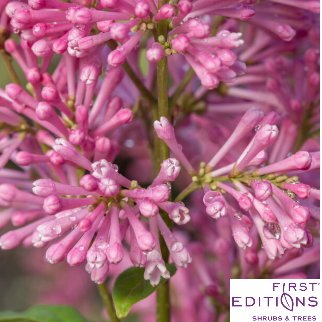 Pinktini™ Lilac | Syringa x prestoniae 'Jeftini'