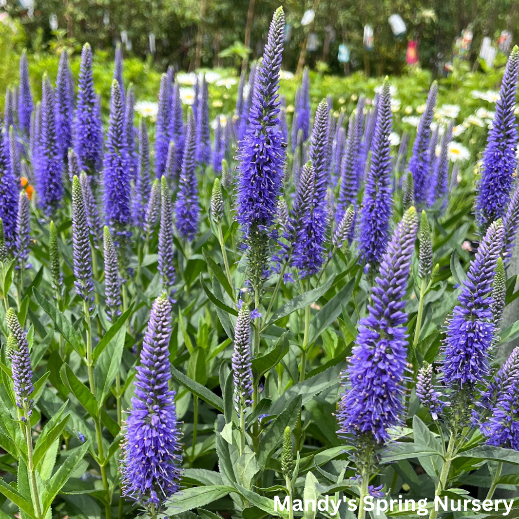 'Skyward™ Blue' Speedwell | Veronica longifolia 'Skyward™ Blue'