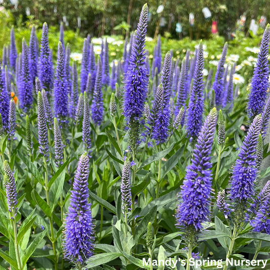'Skyward™ Blue' Speedwell | Veronica longifolia 'Skyward™ Blue'