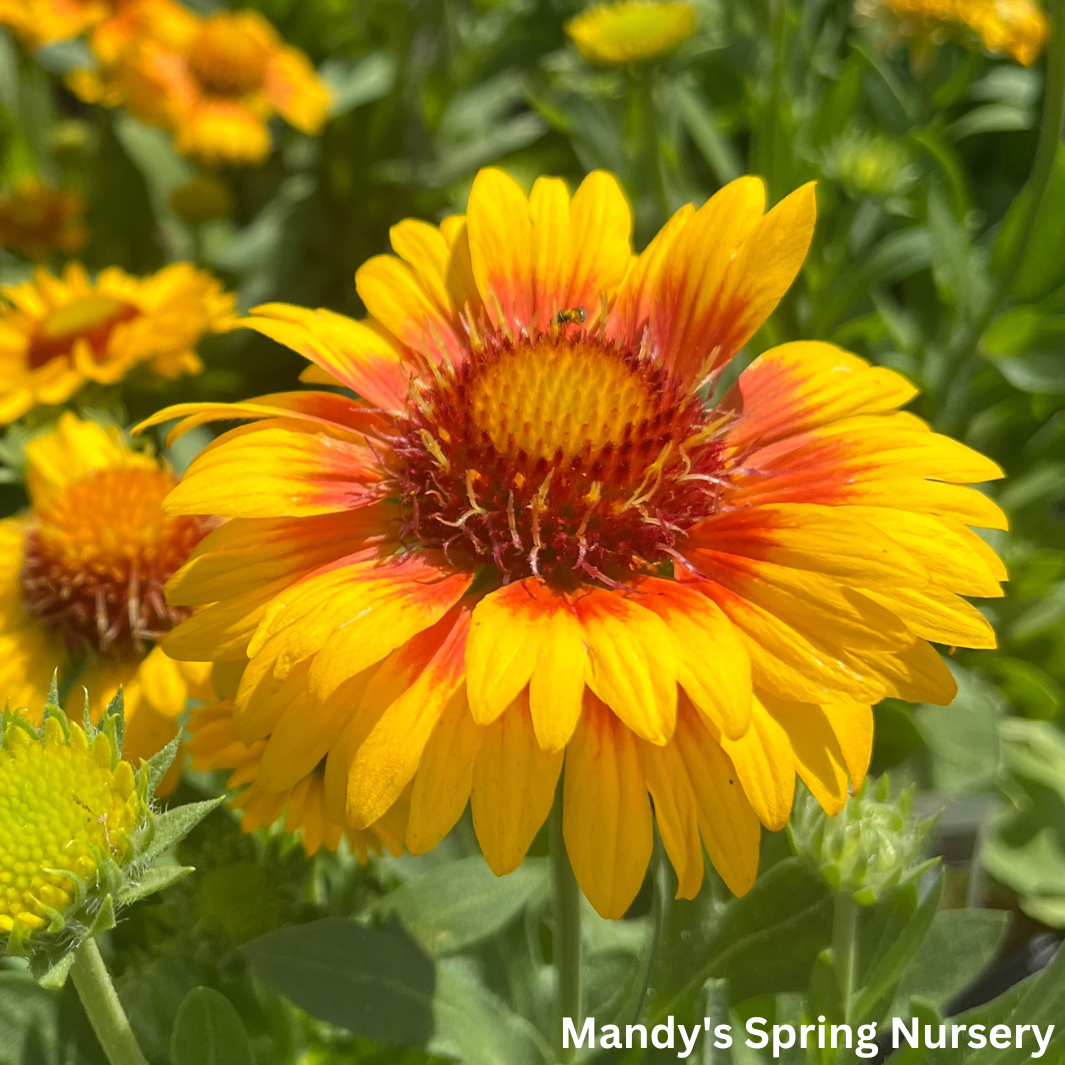 Arizona Apricot Blanket Flower Gaillardia a. Arizona Apricot Mandy Spring Farm Nursery Inc