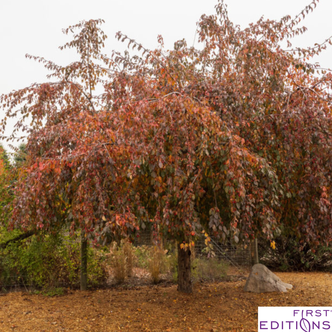 Ruby Tears Weeping Crabapple | Malus 'Bailears'