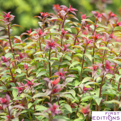 Superstar Spirea | Spiraea x bumalda