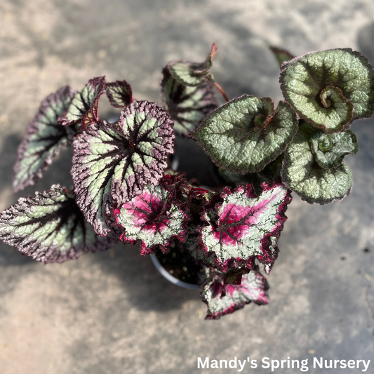 'Painted Leaf' Begonia - Rex begonia