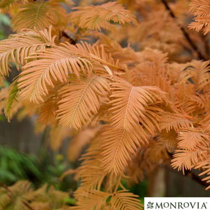 Amber Glow™Dawn Redwood Tree | Metasequoia glyptostroboides
