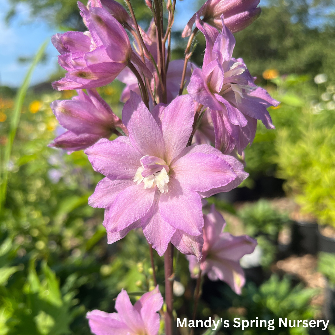 New Millenium Mini Stars Larkspur | Dwarf Hybrid Bee Delphinium