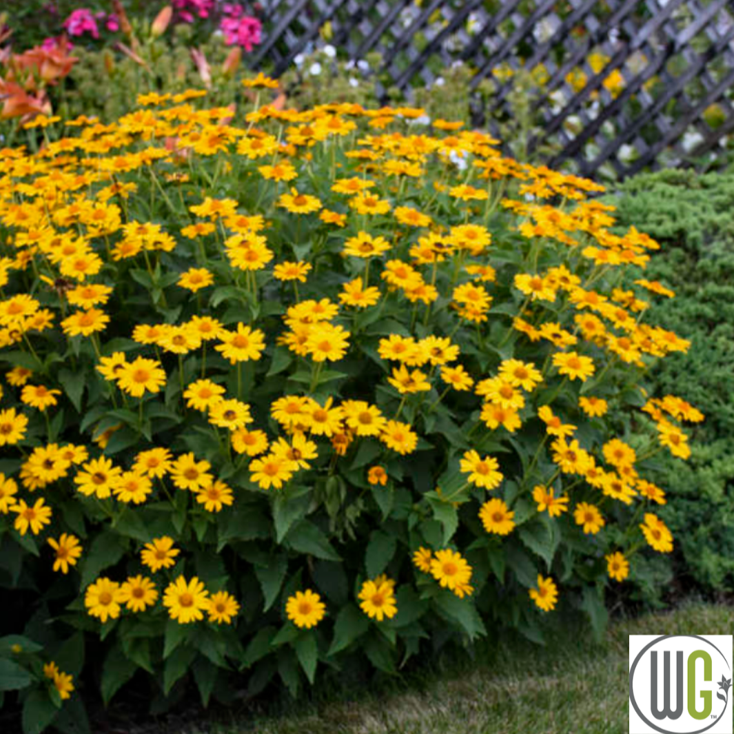 'Tuscan Sun' False Sunflower | Heliopsis helianthoides