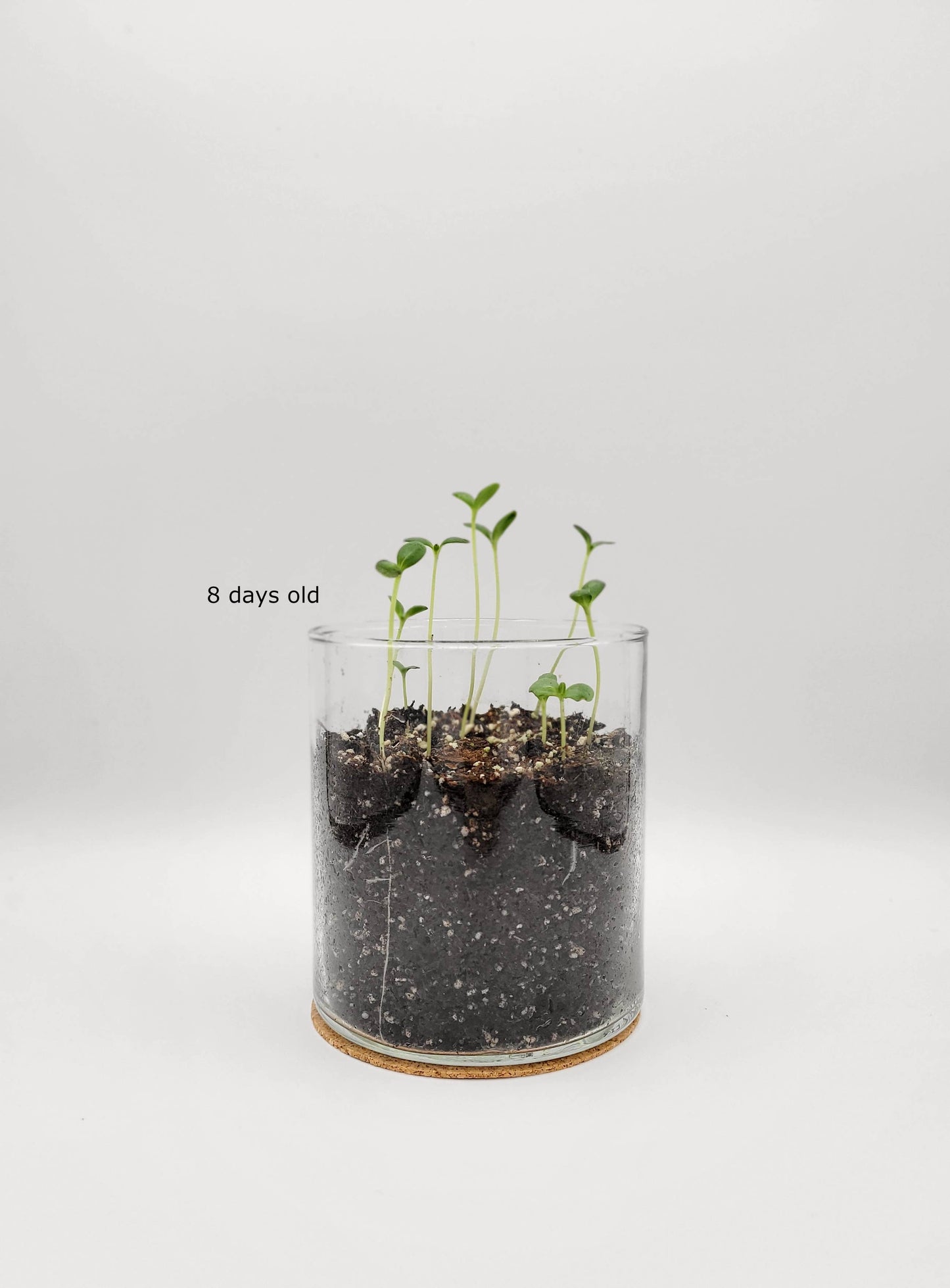 Essential | Happy Birthday Flower Garden | Best Seller