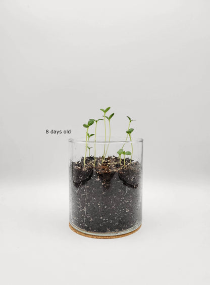 Essential | Happy Birthday Flower Garden | Best Seller