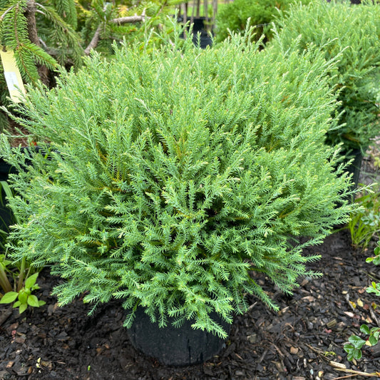 Mr. Bowling Ball Arborvitae | Thuja occidentalis