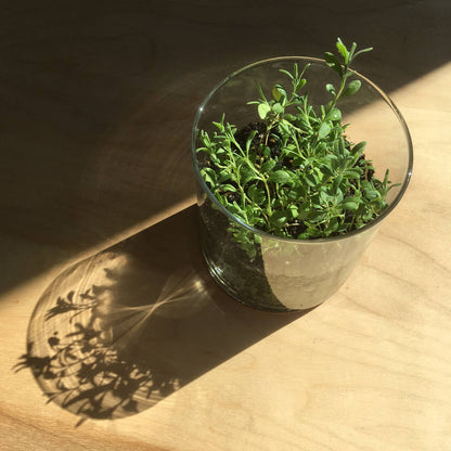 Garden Sprinkles | Lavender | Best Seller | Spring gift idea