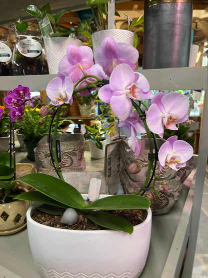 Mandy's Indoor Plants
