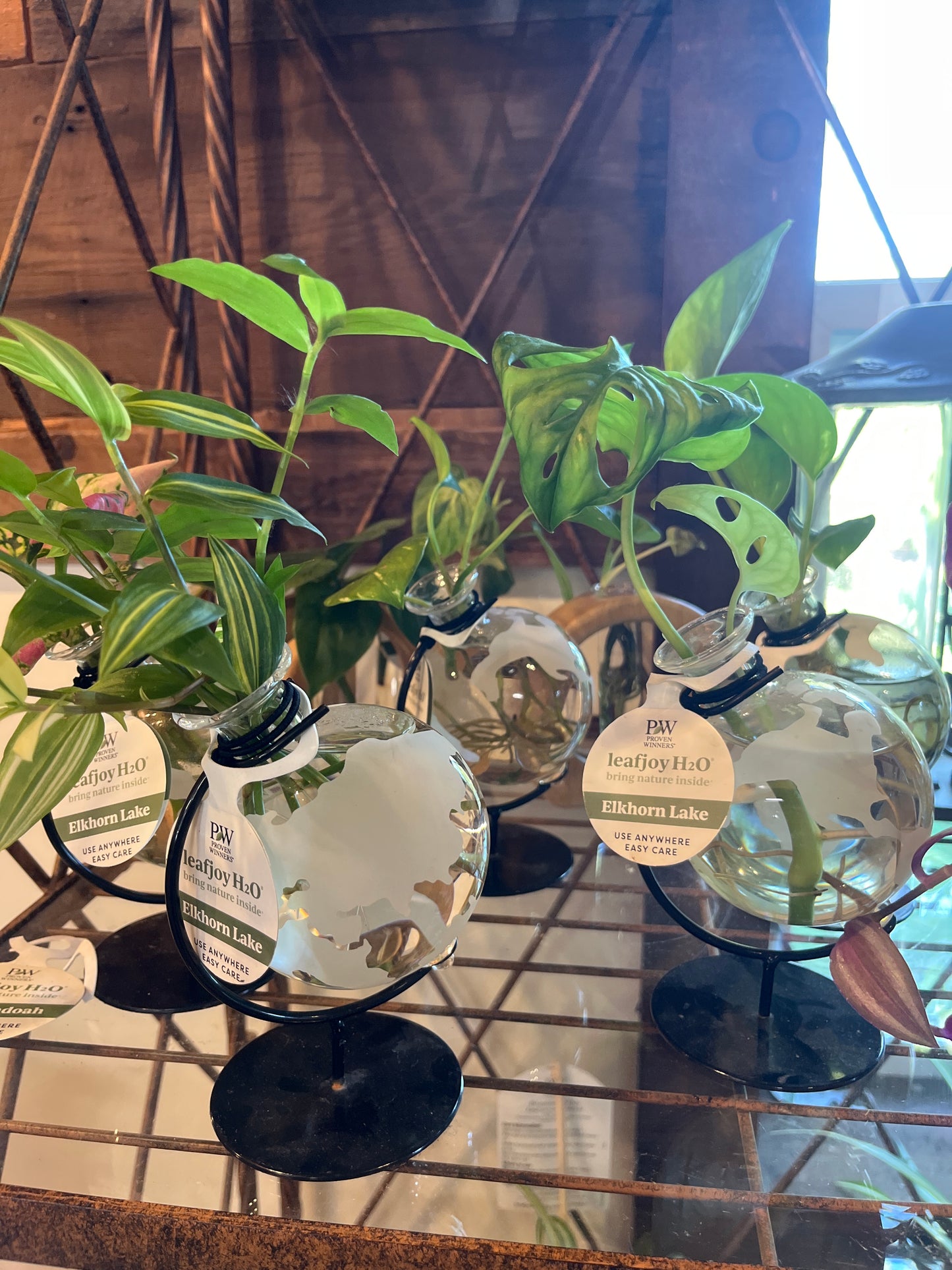 Mandy's Indoor Plants