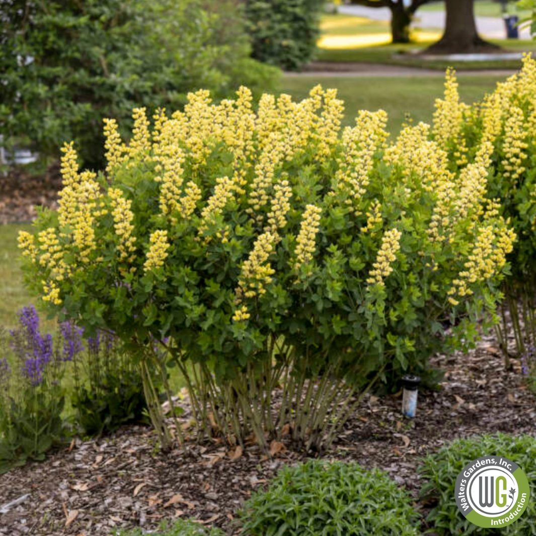 'Lemon Meringue' False Indigo | Baptisia 'Lemon Meringue'