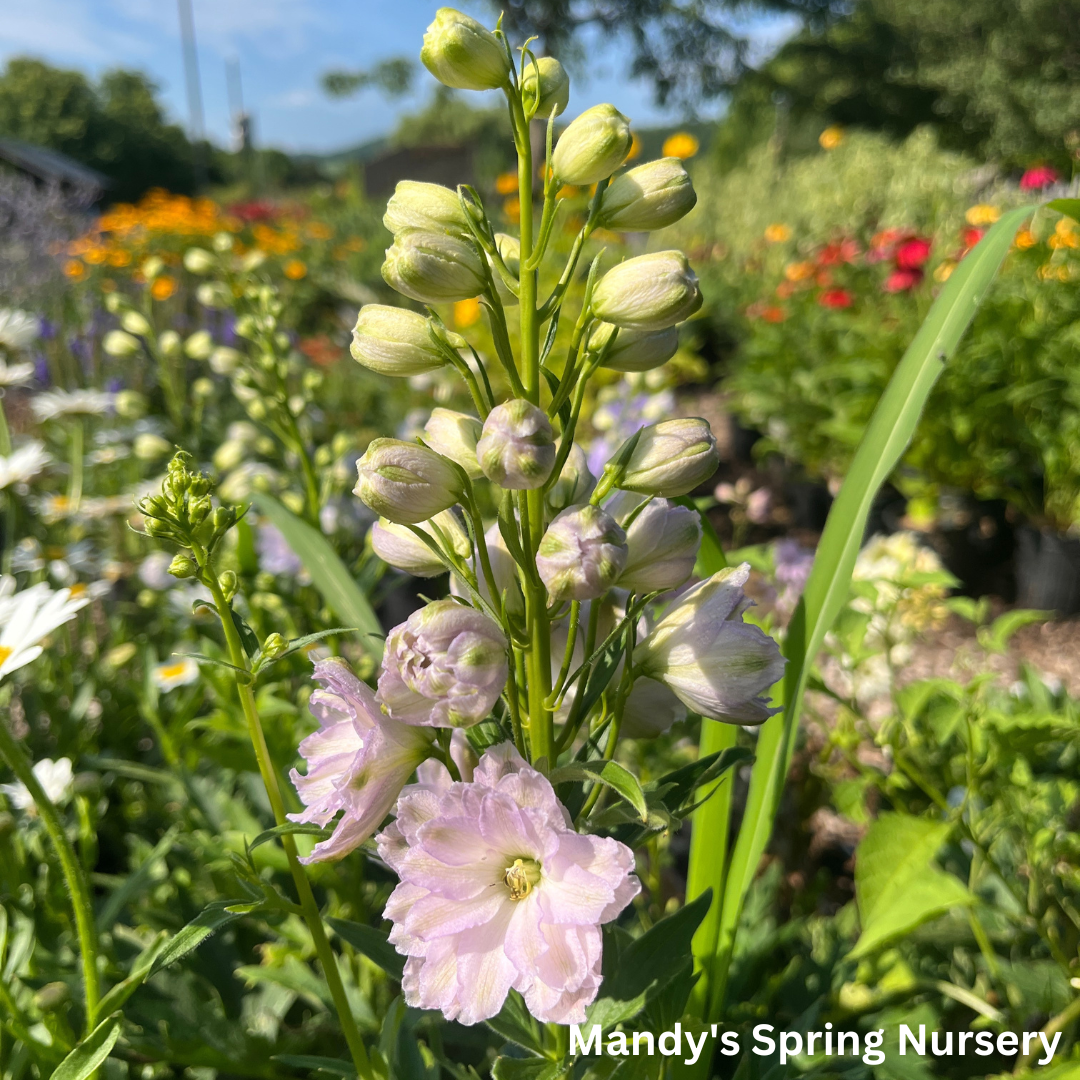 New Millenium Mini Stars Larkspur | Dwarf Hybrid Bee Delphinium