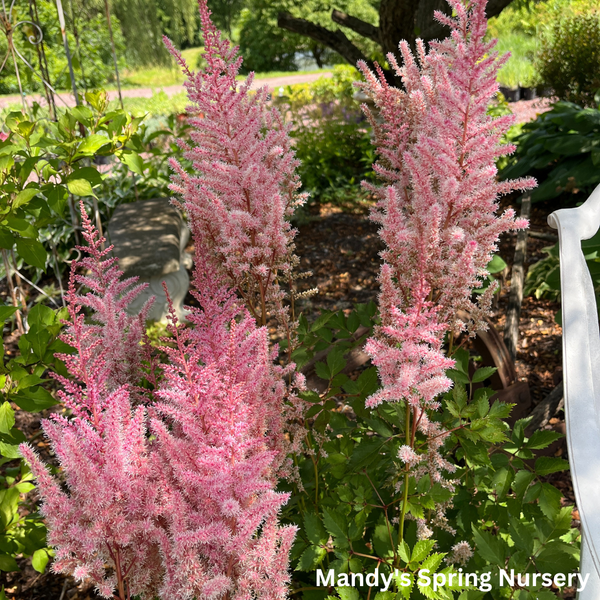 Mighty Pip Astilbe | Astilbe chinensis – Mandy Spring Farm Nursery