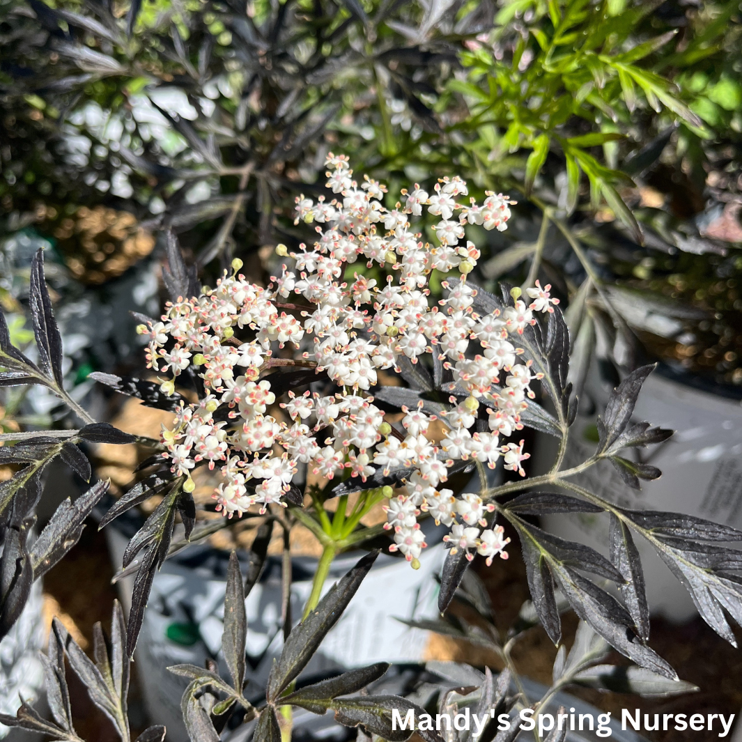 Black Lace Elderberry | Sambucus nigra