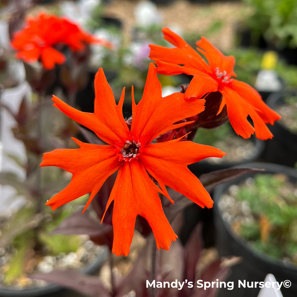 Orange Gnome' Catchfly | Lychnis arkwrightii – Mandy Spring Farm