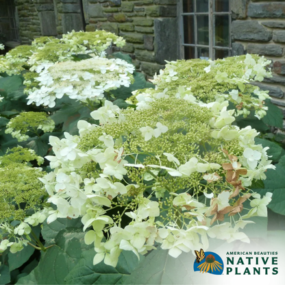 'Haas Halo' Hydrangea | Hydrangea Arborescens