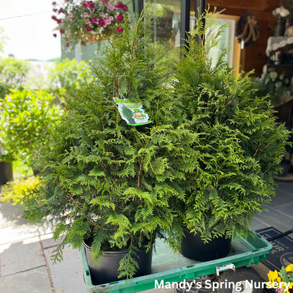 'Leprechaun' Western Red Cedar | Thuja standishii x plicata 'Leprechaun'