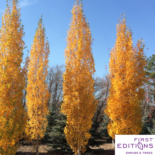 First Editions® Parkland Pillar® Birch | Betula platyphylla 'Jefpark'