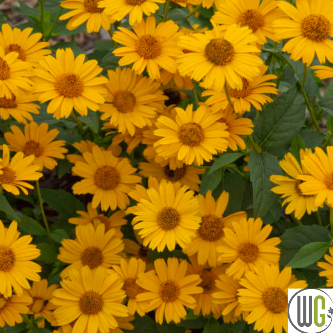 'Tuscan Sun' False Sunflower | Heliopsis helianthoides