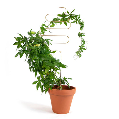 Golden plant stake from metal - Squiggle