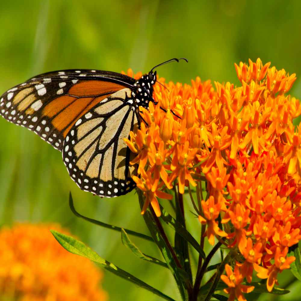 Garden Sprinkles | Monarch Butterfly Flower Garden | Spring